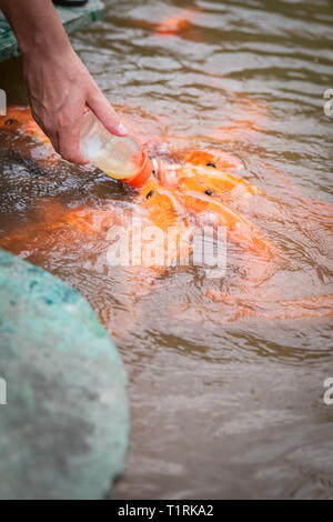 Or les poissons affamés d'Asie consomme des aliments à partir de la bouteille dans l'étang. la main de l'homme. l'homme se nourrit de poissons. Banque D'Images