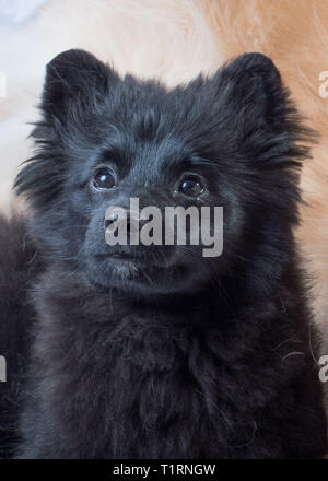 Mignon Chiot Pomeranian Gagnant du Concours Banque D'Images