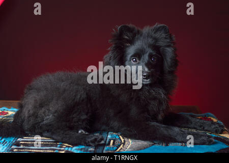 Mignon Chiot Pomeranian Gagnant du Concours Banque D'Images