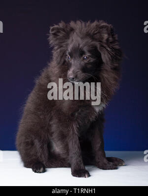 Mignon Chiot Pomeranian Gagnant du Concours Banque D'Images