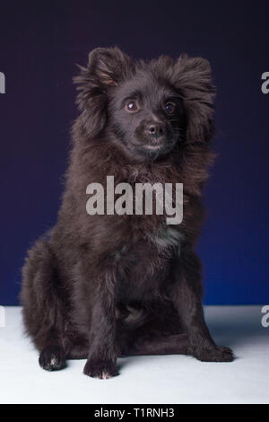 Mignon Chiot Pomeranian Gagnant du Concours Banque D'Images