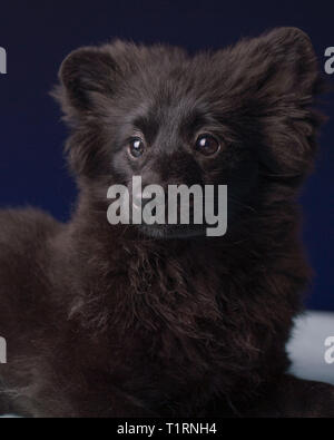 Mignon Chiot Pomeranian Gagnant du Concours Banque D'Images