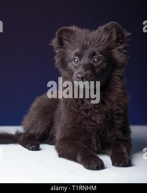 Mignon Chiot Pomeranian Gagnant du Concours Banque D'Images