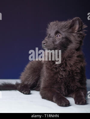 Mignon Chiot Pomeranian Gagnant du Concours Banque D'Images