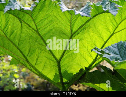 Cultivés dans des feuilles magnifiquement mammouth rétroéclairage Banque D'Images