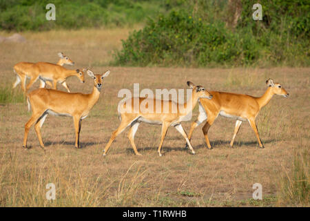 Groupe de femmes (Kobus kob Kob ougandais thomasi) en déplacement dans le Parc national Queen Elizabeth, au sud-ouest de l'Ouganda, l'Afrique de l'Est Banque D'Images