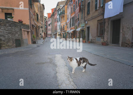 Chat sur la rue - un chat dans une jolie rue à Vernazza, Ligurie, Italie. Banque D'Images