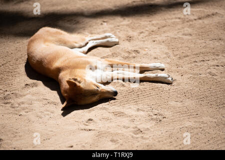 Un dingo australien se trouve dans le soleil sur le sable. Banque D'Images