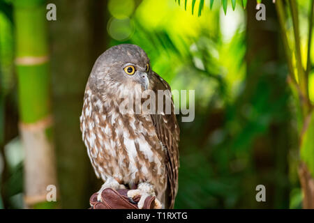 Le Barking owl Ninox, connivens, est un prédateur furtif de la nuit.Conçu pour l'aboiement stealth owl, a développé la capacité de vol silencieux Banque D'Images