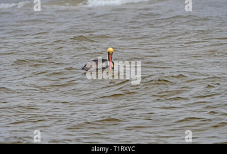 Pélican brun flottant sur un océan côte à Bald Point State Park en Floride Banque D'Images