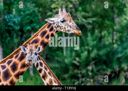 La Girafe (Giraffa) est une espèce d'ongulés artiodactyles (à l'Afrique, le plus grand mammifère terrestre vivant et le plus grand des animaux ruminants. Banque D'Images