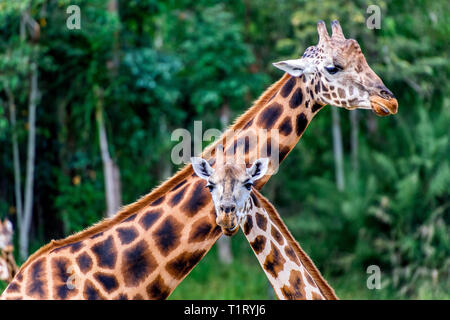 Deux girafes de l'Afrique de l'curieux de mâcher de l'herbe. Banque D'Images