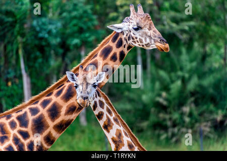 Deux Rothschild girafe de la, généralement trouvés au Kenya, au Soudan du Sud et en Ouganda. Banque D'Images