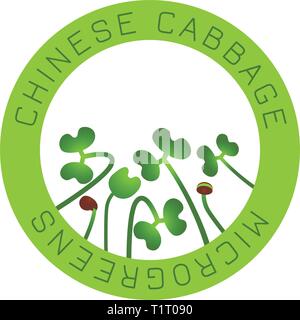 Microgreens chou chinois. La conception des emballages de semences, l'élément rond au centre. Supplément de vitamines, de nourriture vegan Illustration de Vecteur