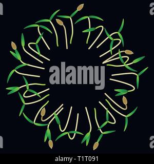 Microgreens carotte. Disposées en cercle. Supplément de vitamines, de nourriture vegan. Fond noir Illustration de Vecteur