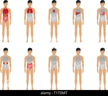 12 Les droits de l'homme principaux systèmes d'organes du corps éducatif physiologie anatomie télévision vue avant flashcards poster vector illustration Illustration de Vecteur