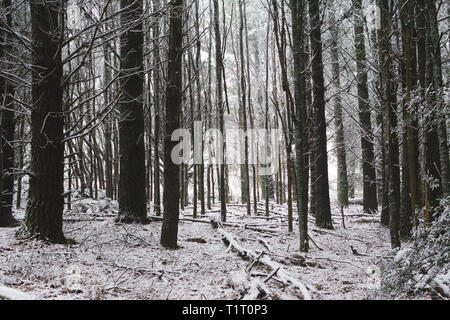 La forêt du mont Macédoniens après un dépoussiérage frais de neige en hiver. Banque D'Images
