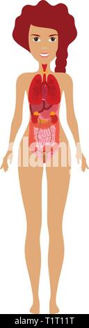 Les organes de l'illustration. La silhouette de femme anatomique avec les organes. Cœur, poumon, estomac, intestins, reins, foie illustration. Illustration de Vecteur