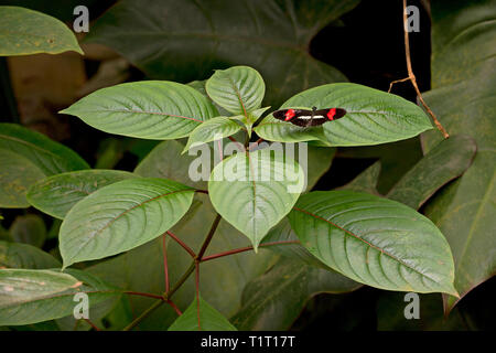 Facteur rouge, rouge passion flower butterfly (Heliconius erato) sur une feuille, Costa Rica Banque D'Images