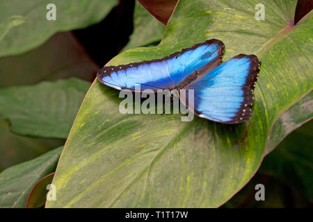 Morpho bleu ou Morpho butterfly (Morpho peleides) plus grand papillon trouvés dans la forêt primaire, le Costa Rica Banque D'Images