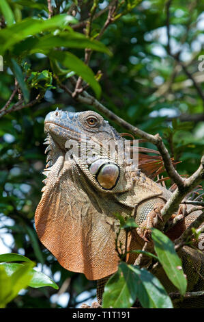 Grüner Leguan (Iguana iguana), auf einem Ast, Costa Rica | iguane vert (Iguana iguana), sur une branche, le Costa Rica Banque D'Images