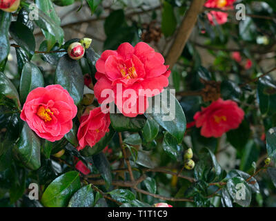 Camellia japonica,common, Camellia camellia japonais Banque D'Images