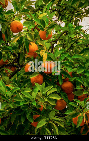 Close-up of orange verdâtre des branches d'arbre plein de fruits orange dans un jour nuageux à Plasencia. Un village plein de vieux bâtiments en Espagne. Banque D'Images