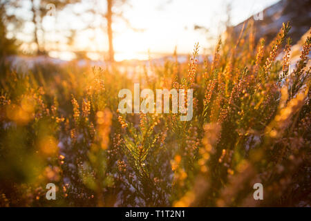 Arrière-plan de champs de bruyère en fleurs sur les rochers. La fin de l'automne forêt avec de la neige. La Finlande, Helsinki. Close-up Banque D'Images