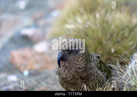 Parrot Kea sauvages dans les montagnes de Nouvelle-Zélande Banque D'Images