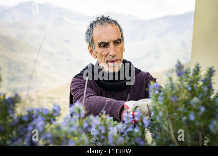 La collecte de romarin pour la production de parfum des essences dans les Alpes.Les coupes homme italien rosemary dans le nord de l'Italie, avec des ciseaux de jardin. Banque D'Images