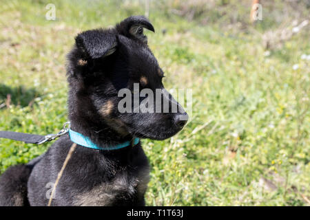 Berger allemand sur l'herbe dans le parc Banque D'Images