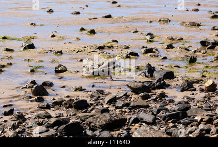 Un vanneau masqué sur l'Esplanade, Cairns, Queensland, Australie du Nord Banque D'Images