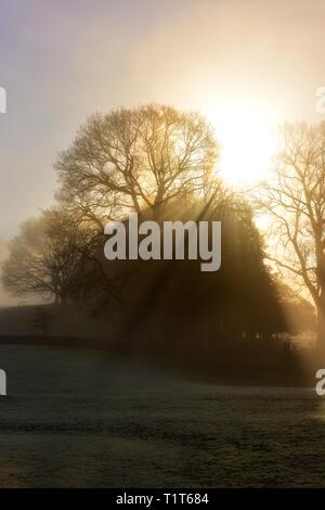 Un matin brumeux. Glebe park,Bowness on Windermere Lake District,,Cumbria, Angleterre, Royaume-Uni Banque D'Images