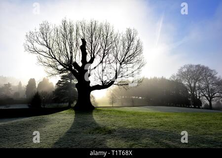 Un matin brumeux. Glebe park,Bowness on Windermere Lake District,,Cumbria, Angleterre, Royaume-Uni Banque D'Images