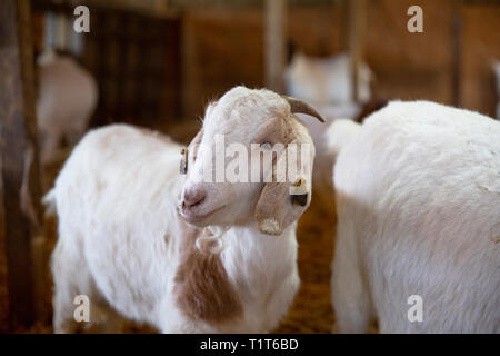 Savon au lait de chèvre, Claddach Farm Banque D'Images