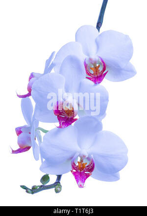 Blossoming brindille de bleu avec l'orchidée phalaenopsis est rouge, isolé sur fond blanc, porter Banque D'Images