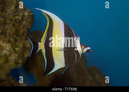 Idole maure le type de poisson connu sous le nom de Gill dans le monde de Nemo. Banque D'Images