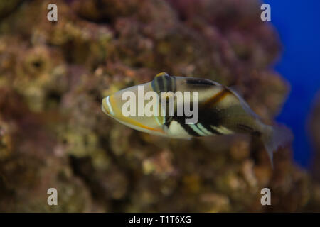 Triggerfish Rhinecanthus aculeatus lagon , également connu sous le nom de la Baliste Picasso Aculeatus barbelé Banque D'Images