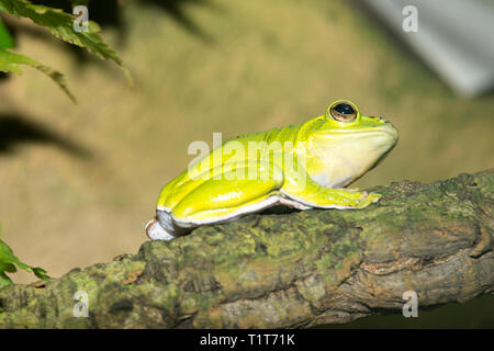 Vol chinois (Rhacophorus dennysi grenouille) Banque D'Images