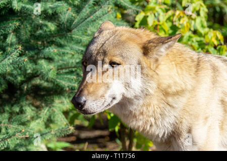 Portrait d'un loup gris (Canis lupus) aussi connu comme le loup dans la forêt en automne Banque D'Images