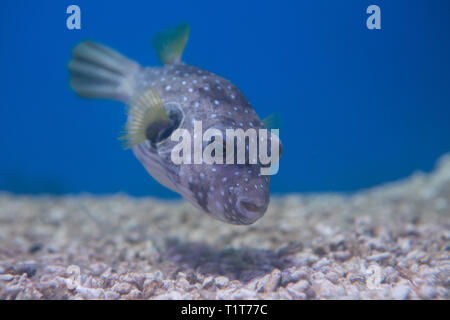 Puffer brun, brun ou brun puffer, ou poisson-chien, ou poisson-chien oculaires Banque D'Images