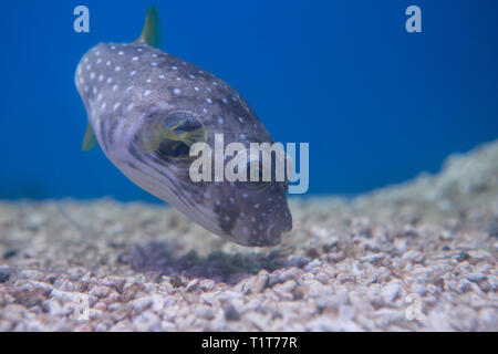 Puffer brun, brun ou brun puffer, ou poisson-chien, ou poisson-chien oculaires Banque D'Images