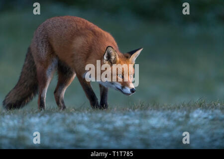 Lever du soleil sur la côte nord-est du Royaume-Uni avec un renard roux européen à la recherche de son premier repas de la journée par un froid matin d'hiver glacial. Banque D'Images