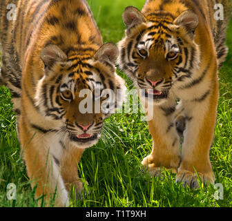 Deux petits de l'Amur tiger dans un zoo. L'Europe. L'Ukraine. Format horizontal. Banque D'Images