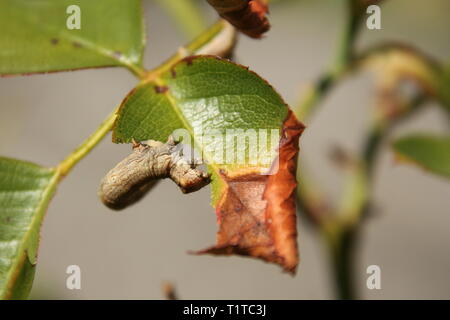 Brindille d'arpenteuse Geometridae Ennominae 'Caterpillar', qui se nourrit d'une feuille de Rose Banque D'Images