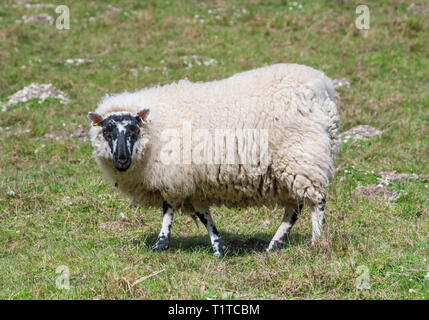 Vue latérale d'un blanc laineux Moutons à tête noire regardant la caméra en se tenant debout sur l'herbe dans un champ au printemps au Royaume-Uni. Banque D'Images