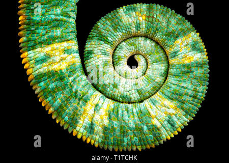 Fermer la vue d'une belle couleur verte chamaeleo calyptratus queue révélant la spirale de Fibonacci mathématiques courbe sur fond noir. La SLA d'espèces Banque D'Images