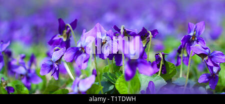 Arrière-plan avec les fleurs du printemps la violette. Printemps pastel arrière-plan, des couleurs douces. Place pour insérer du texte. Pour la carte et drapeau. Banque D'Images