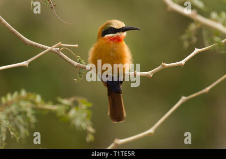 Abeille naine-eater se percher sur une branche, Kruger National Park, Afrique du Sud Banque D'Images