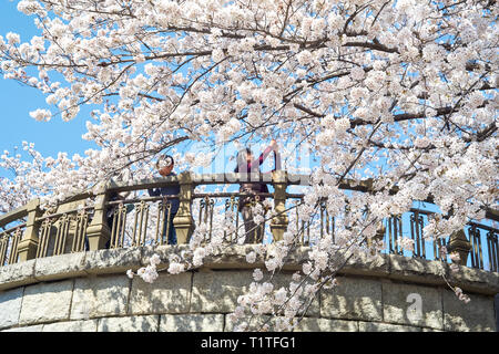 Les gens dans un parc qui admirent les cerisiers en fleurs sakura en fleurs. Printemps au Japon. Banque D'Images